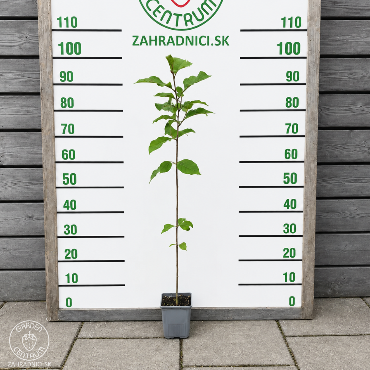 Obrázok Magnólia (Magnolia soulengeana x liliflora) ´GENIE´ ® - výška 60-80 cm, kont. C1,5L (-24°C) - kvitnúca 2x ročne